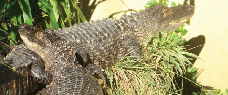 Dragon Rock Reptile Centre