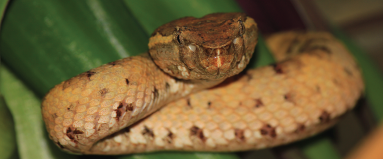 Dragon Rock Reptile Centre